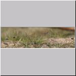 Andrena vaga - Weiden-Sandbiene 14.jpg